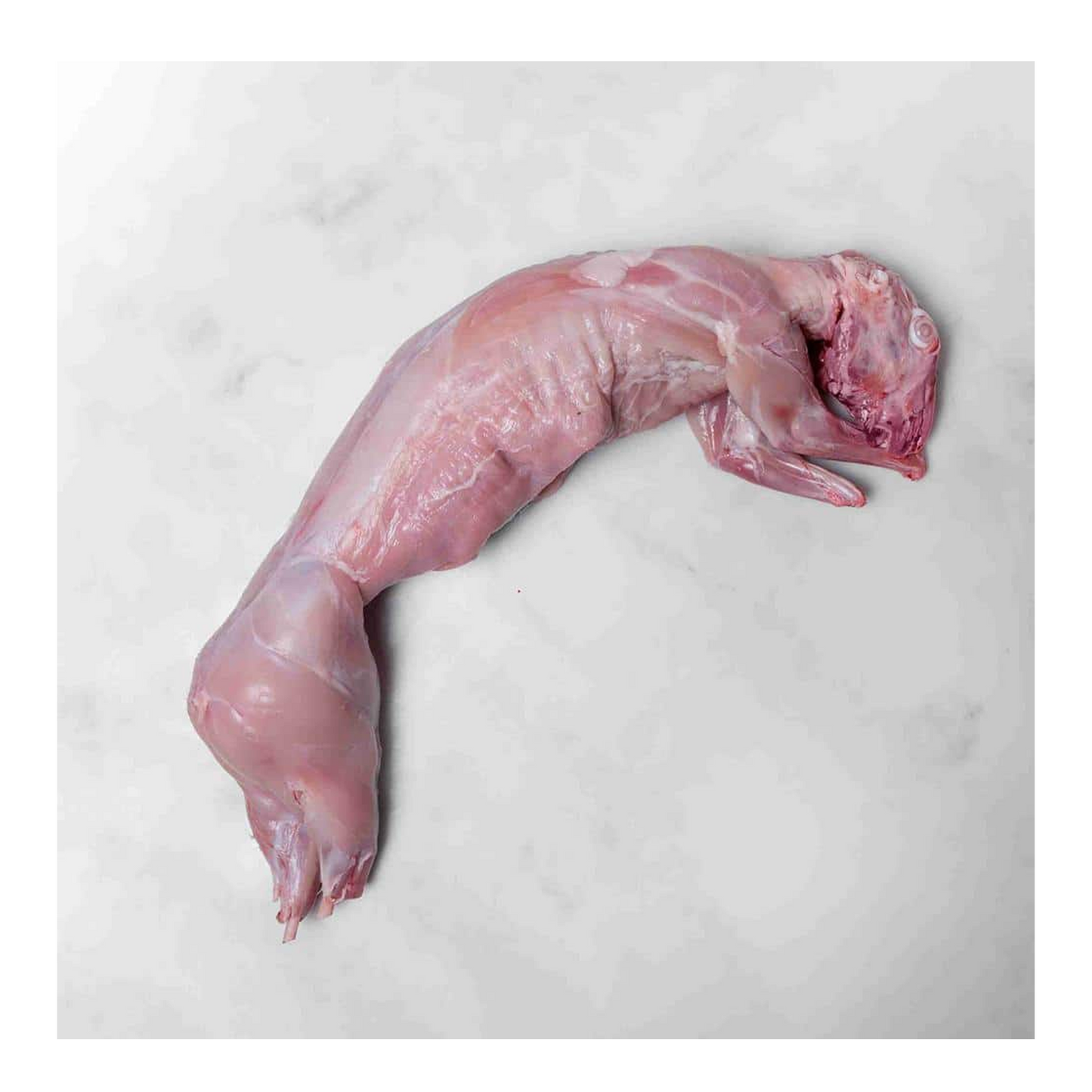 Frozen Rabbit Each
