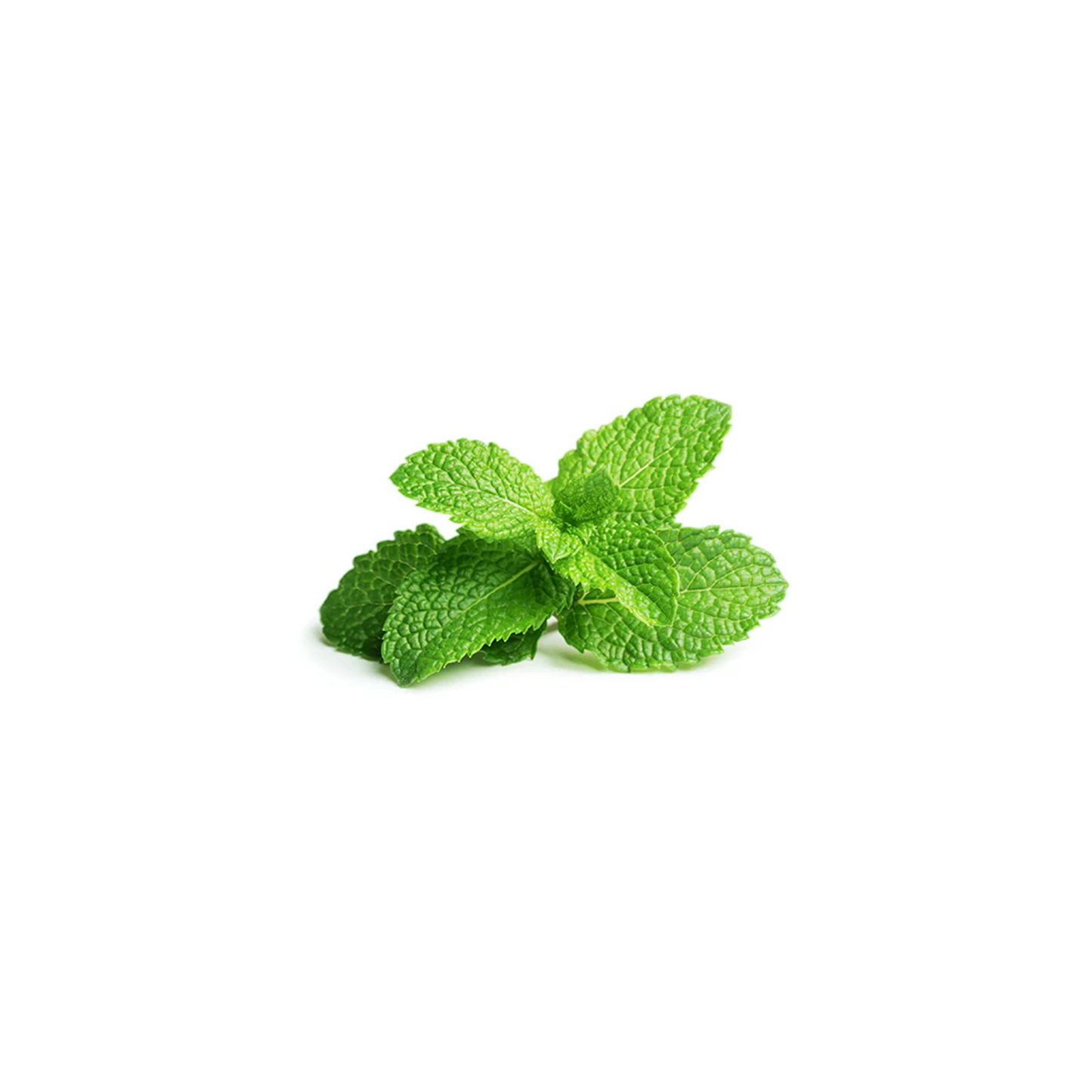 Fresh Mint
