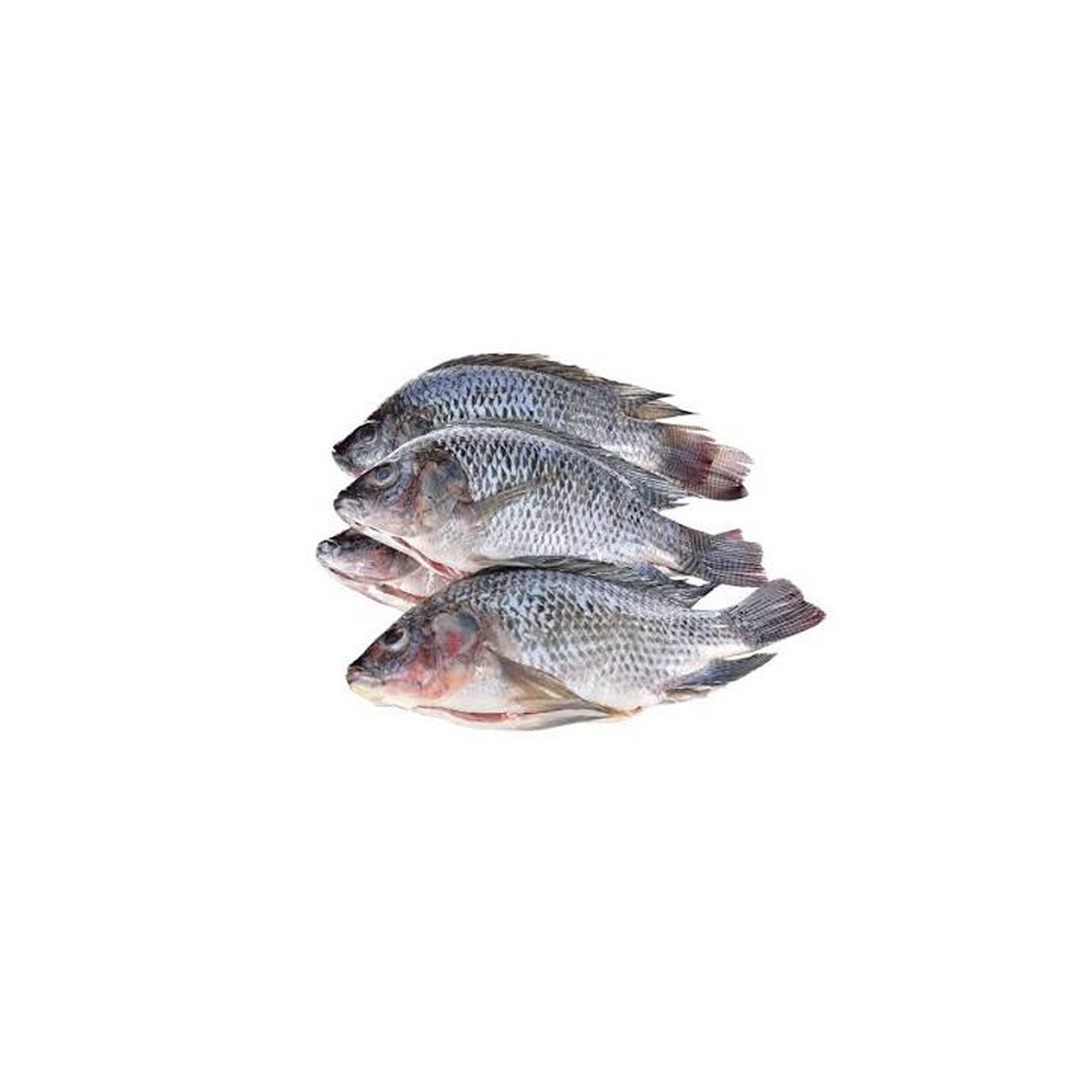 Frozen Tilapia Fish Gutted & Scaled 2.5kg